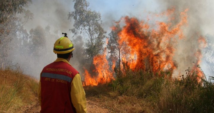 CONAF Valparaíso activa patrullajes para prevenir incendios forestales ante ola de calor