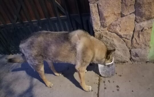 Olvidados en cuarentena: ¿Quién se preocupa de los perros en condición de calle durante el confinamiento total?